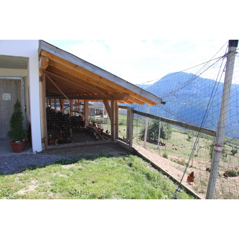 Galline libere e felici producono uova di altissima qualità