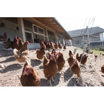 Le galline che forniscono le uova fresche, vivono libere in uno spazio ampio