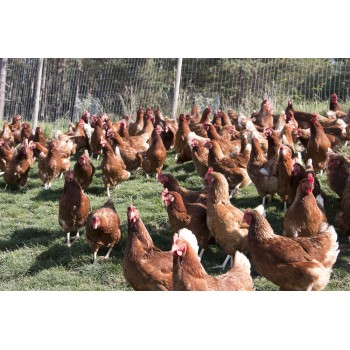 Produttrici felici e generose di uova fresche Produttrici felici e generose di uova fresche