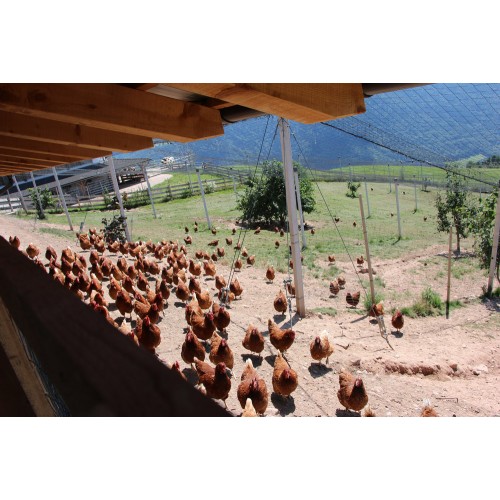 Le galline razzolano libere per l'aia