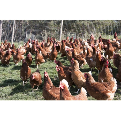 Galline allevate a terra e libere di vivere secondo i propri ritmi