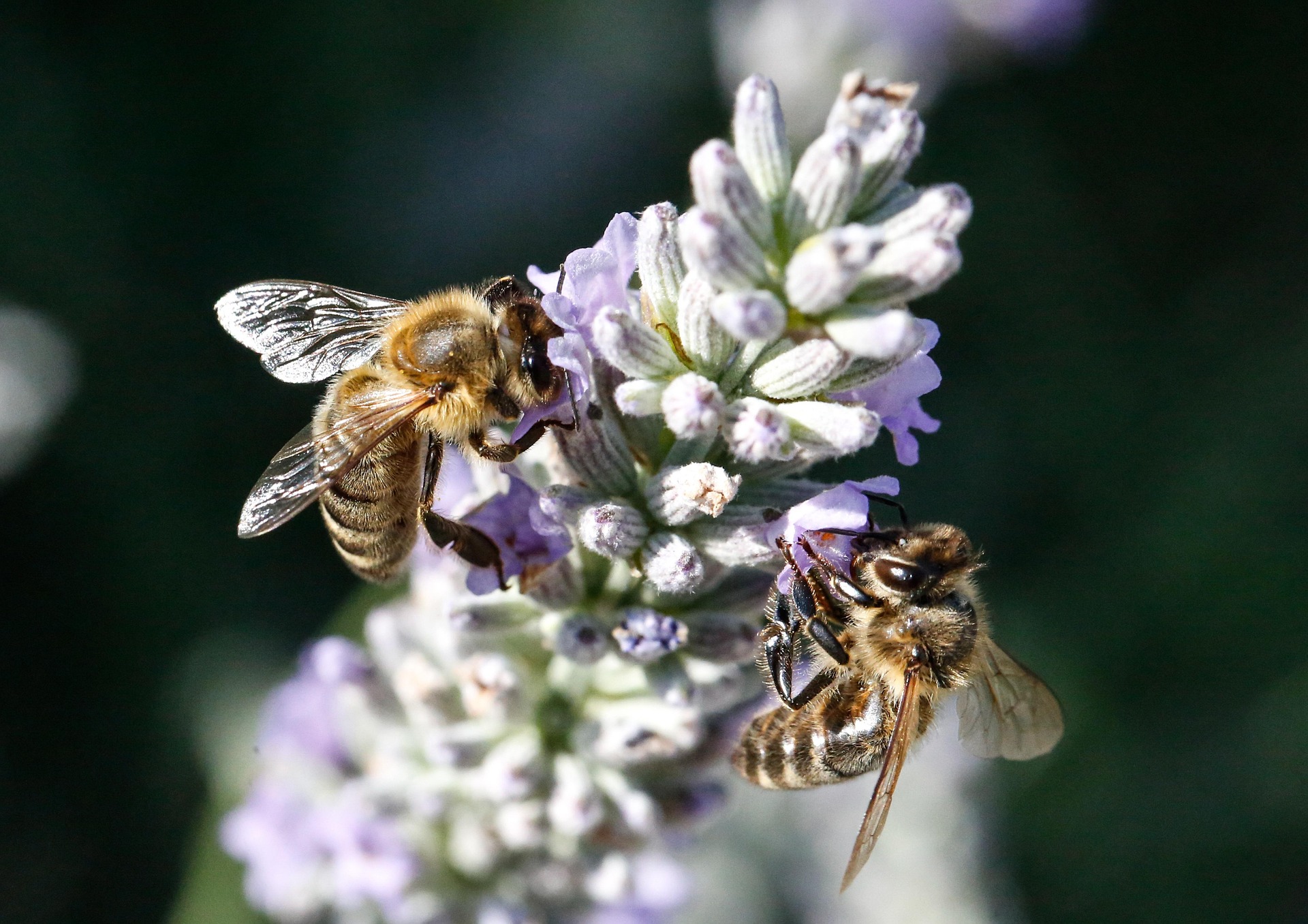 api lavanda