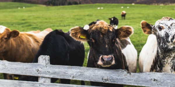 Cosa vuol dire "Biologico"?