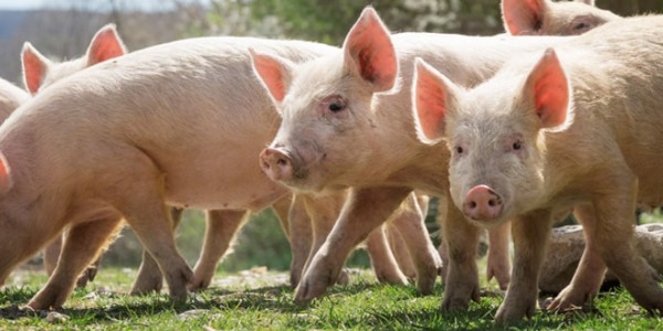 I tagli della carne di maiale