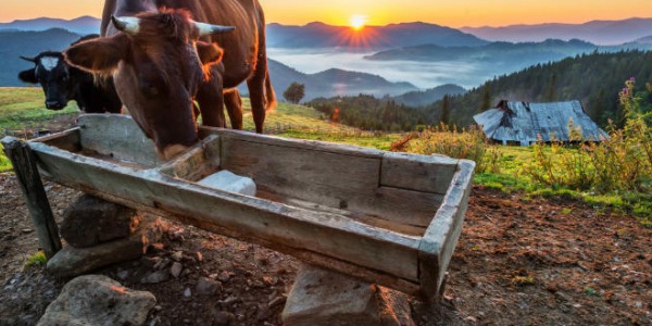 La monticazione in Alto Adige: l'estate delle mucche