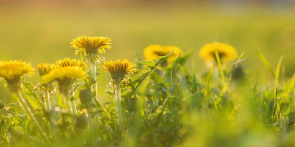 Le erbe aromatiche della cucina sudtirolese