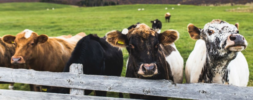 Cosa vuol dire "Biologico"?