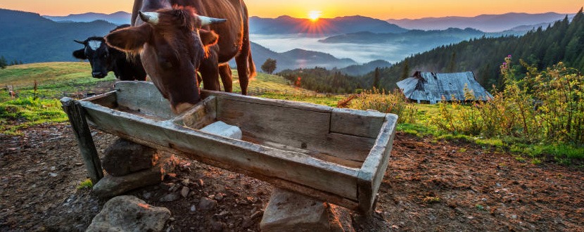 La monticazione in Alto Adige: l'estate delle mucche