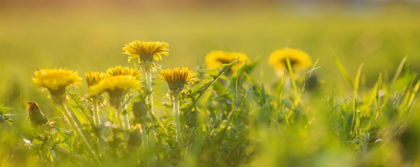 Le erbe aromatiche della cucina sudtirolese